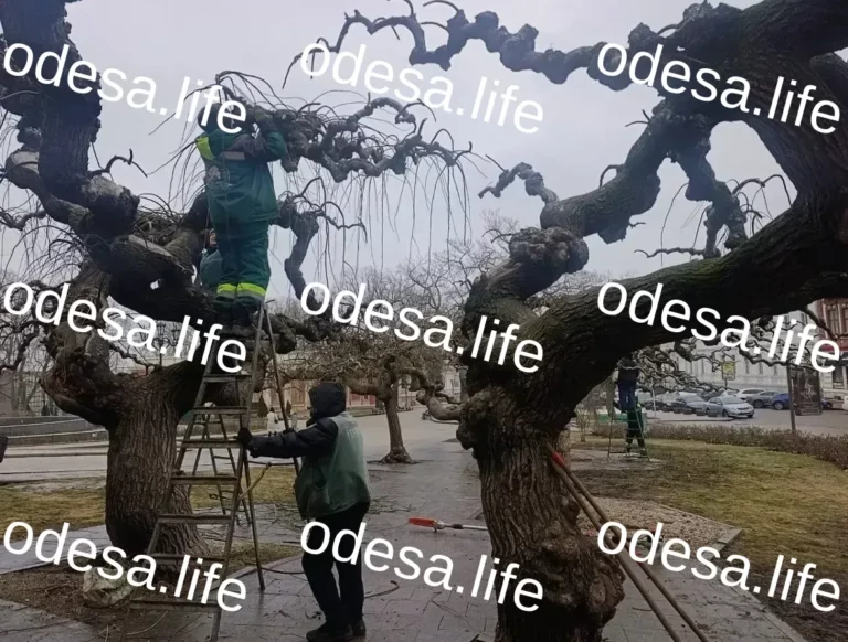 Одеські софори: Традиції обрізки та збереження пам’яток