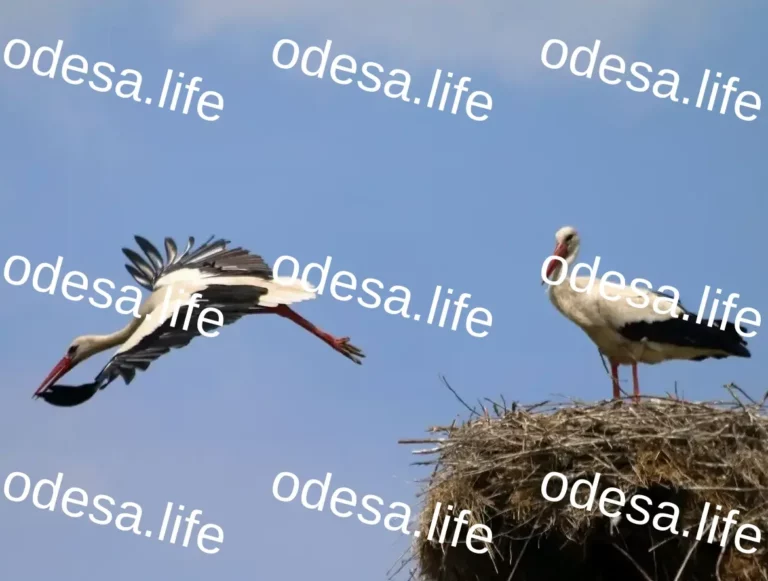 Сезон тиші в Одеській області: важливі зміни з 1 квітня