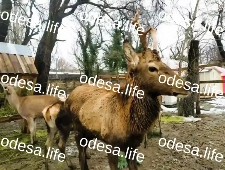 Одеський зоопарк: Криза та загроза закриття