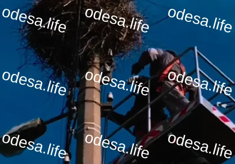 Захист птахів: платформи для гнізд лелек в Одеській області
