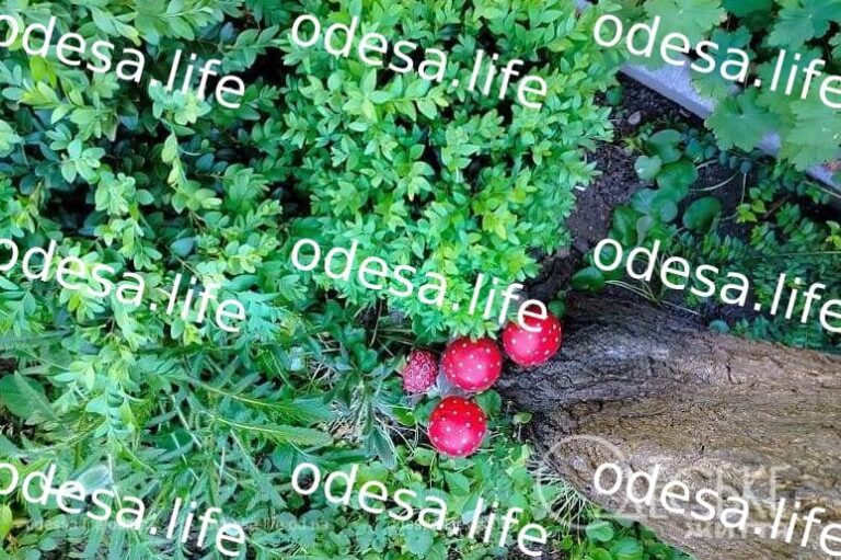 Прогноз погоди в Одесі на 18 квітня: прохолодний вітер