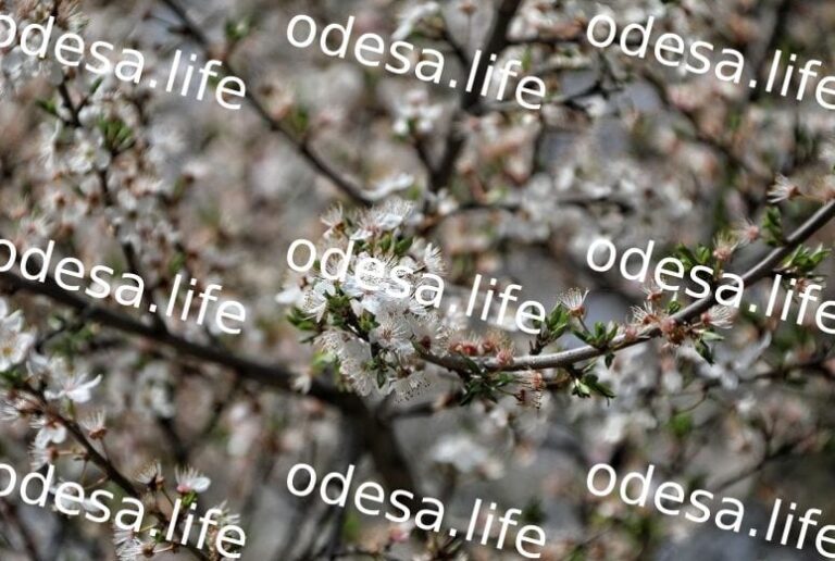 Прогноз погоди в Одесі на 20 квітня: що очікувати