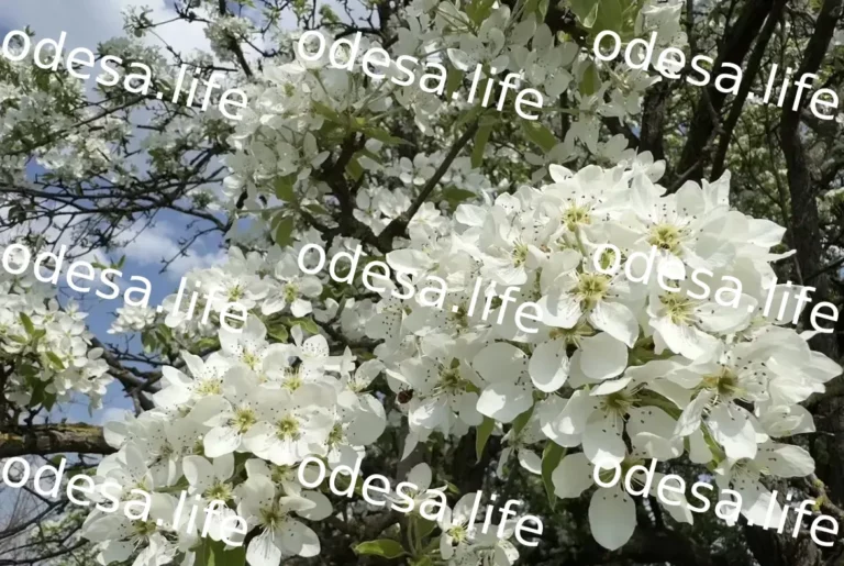Унікальна груша-патріарх зацвіла в Одеській області