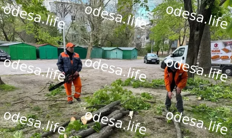 Шторм в Одесі: вітер повалив 37 дерев у місті