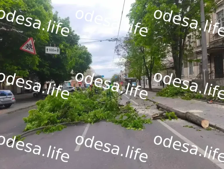 В Одесі триває ліквідація наслідків штормового вітру