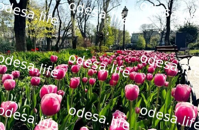 Погода 24 квітня: в Одесі тепло, по області можливі заморозки