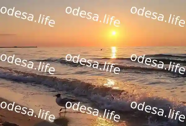 Температура води та якість моря в Одесі 12 вересня