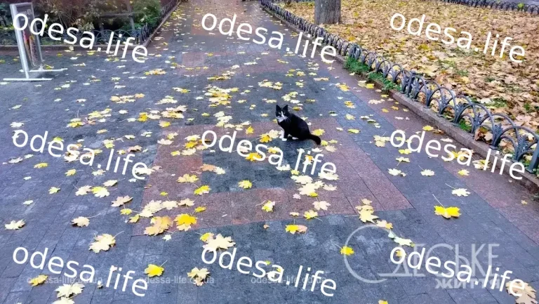 Прогноз погоди в Одесі та області на неділю, 27 вересня